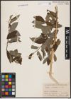 Foto von Salix cinerea L.